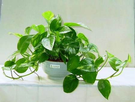 人丁兴旺的家居风水植物有哪些